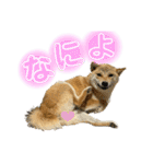 柴犬スタンプヒナvol.2（個別スタンプ：18）