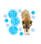 柴犬スタンプヒナvol.2（個別スタンプ：19）