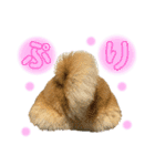 柴犬スタンプヒナvol.2（個別スタンプ：20）