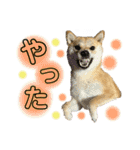柴犬スタンプヒナvol.2（個別スタンプ：21）