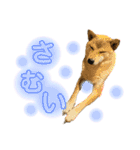 柴犬スタンプヒナvol.2（個別スタンプ：22）