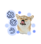 柴犬スタンプヒナvol.2（個別スタンプ：23）