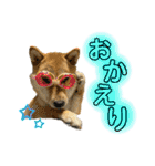 柴犬スタンプヒナvol.2（個別スタンプ：24）