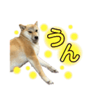柴犬スタンプヒナvol.2（個別スタンプ：25）