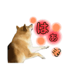 柴犬スタンプヒナvol.2（個別スタンプ：26）