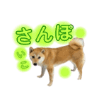 柴犬スタンプヒナvol.2（個別スタンプ：27）