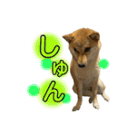 柴犬スタンプヒナvol.2（個別スタンプ：29）