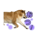柴犬スタンプヒナvol.2（個別スタンプ：30）