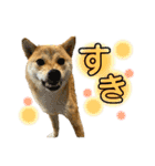 柴犬スタンプヒナvol.2（個別スタンプ：31）