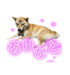 柴犬スタンプヒナvol.2（個別スタンプ：32）