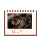 色々なスタンプたち！（個別スタンプ：3）
