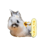 Minchopila3（個別スタンプ：4）