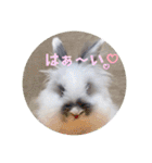 Minchopila3（個別スタンプ：9）