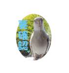 Minchopila3（個別スタンプ：12）