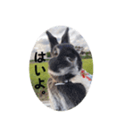 Minchopila3（個別スタンプ：16）