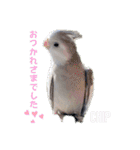 Minchopila3（個別スタンプ：29）