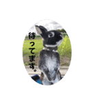Minchopila3（個別スタンプ：30）