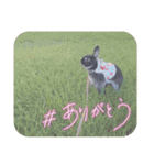 Minchopila3（個別スタンプ：36）