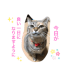 あんずちゃん其の6（個別スタンプ：1）