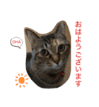 あんずちゃん其の6（個別スタンプ：2）