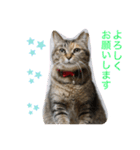 あんずちゃん其の6（個別スタンプ：4）