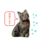 あんずちゃん其の6（個別スタンプ：6）
