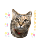 あんずちゃん其の6（個別スタンプ：9）