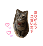 あんずちゃん其の6（個別スタンプ：10）