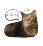 あんずちゃん其の6（個別スタンプ：15）