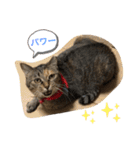 あんずちゃん其の6（個別スタンプ：18）