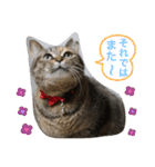 あんずちゃん其の6（個別スタンプ：21）