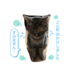 あんずちゃん其の6（個別スタンプ：31）