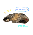 あんずちゃん其の6（個別スタンプ：33）