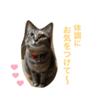 あんずちゃん其の6（個別スタンプ：36）