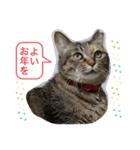あんずちゃん其の6（個別スタンプ：39）