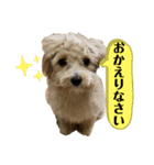 マルプーのチョコ（個別スタンプ：3）