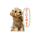 マルプーのチョコ（個別スタンプ：6）