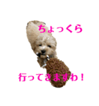 マルプーのチョコ（個別スタンプ：8）
