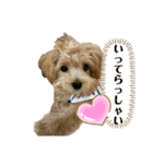 マルプーのチョコ（個別スタンプ：9）
