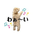 マルプーのチョコ（個別スタンプ：11）