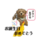 マルプーのチョコ（個別スタンプ：12）