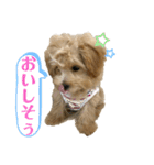マルプーのチョコ（個別スタンプ：14）