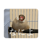 圧の強い文鳥 くるみっ子（個別スタンプ：1）