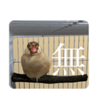 圧の強い文鳥 くるみっ子（個別スタンプ：2）