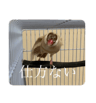 圧の強い文鳥 くるみっ子（個別スタンプ：3）