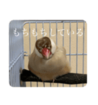 圧の強い文鳥 くるみっ子（個別スタンプ：4）