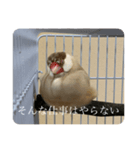 圧の強い文鳥 くるみっ子（個別スタンプ：5）