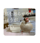 圧の強い文鳥 くるみっ子（個別スタンプ：6）