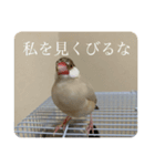 圧の強い文鳥 くるみっ子（個別スタンプ：7）