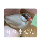 圧の強い文鳥 くるみっ子（個別スタンプ：8）